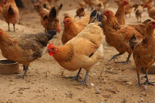 怎么给蛋鸡进行人工强制换羽？