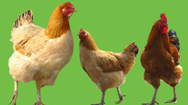 产蛋鸡强制性换羽常见问题