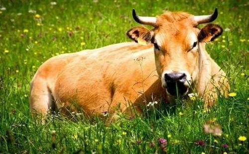 肉牛从出世到出栏率要多长时间？