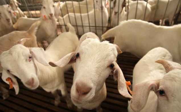 圈养羊在冬天应该喂什么饲料？