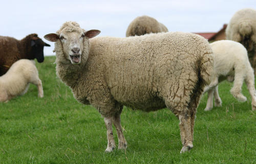 养羊到底是散养好还是圈养好？