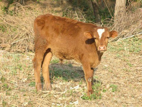 小牛犊为什么长不大？吃什么可以长大？