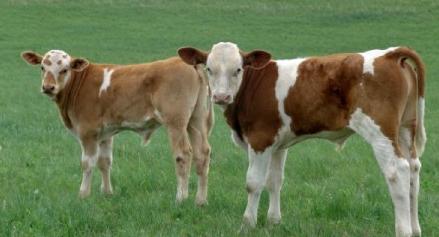 怎么养好肥肉牛来增加收益?