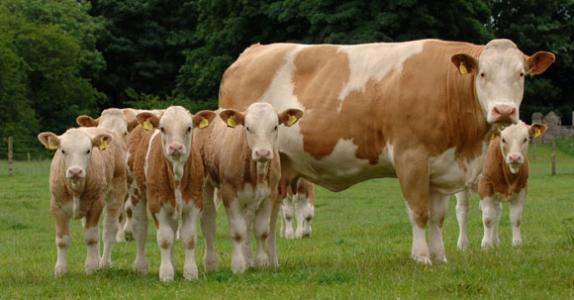 怎么养好肥肉牛来增加收益?